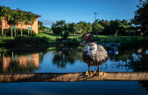 Eco Resort Pedra Bonita - Foto 56