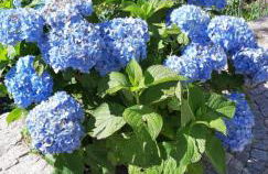 Casa do Terreiro - Foto 12