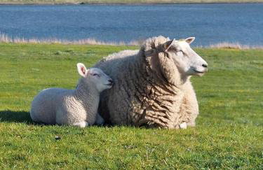 Haus Sonnenblume - Foto 44