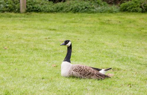 Cosynook Cottage - Photo 23