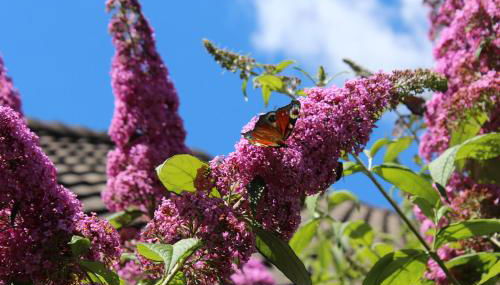 Ferienwohnung Lüntjenüst - Foto 2