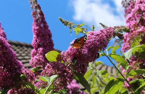 Ferienwohnung Lüntjenüst - Foto 2