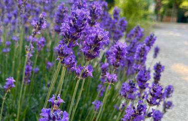 L'annexe du domaine de brisset - Foto 41