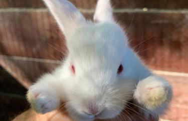 La Noce di Creta - Foto 23