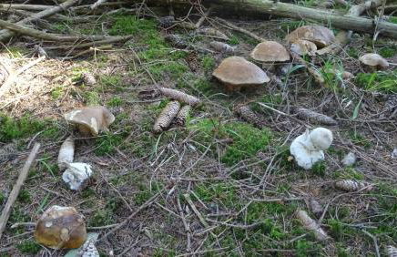 Apartment Almberg - Foto 74