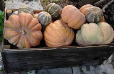 Domus Agricolae Corallina - Foto 53