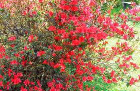 Recanto da Natureza- Chalé - Foto 44