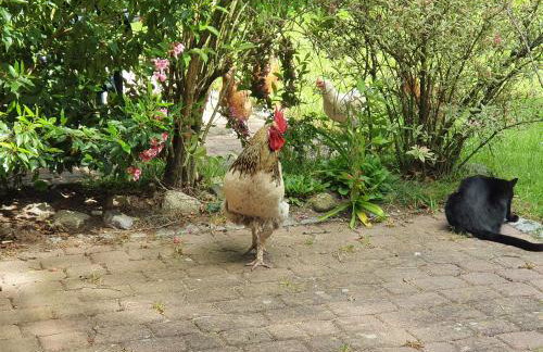 Ferienwohnung mit Tiny House - Foto 16