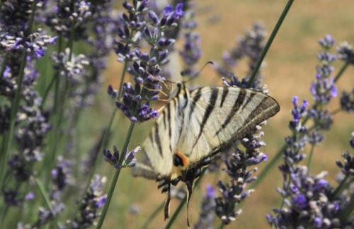 Studio Susica 8265a - Foto 9