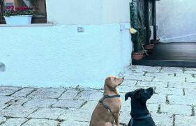 Benvenuti a Casa - Foto 27