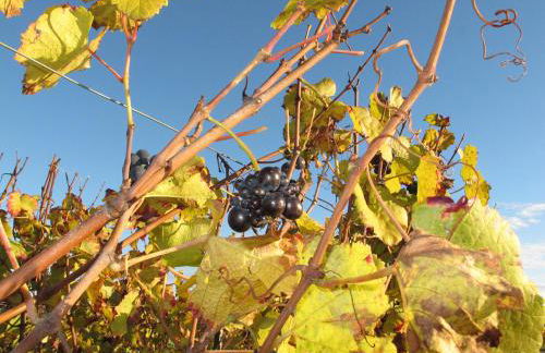 Le Richebourg - Charmant T2 Cosy, tout confort - Foto 23