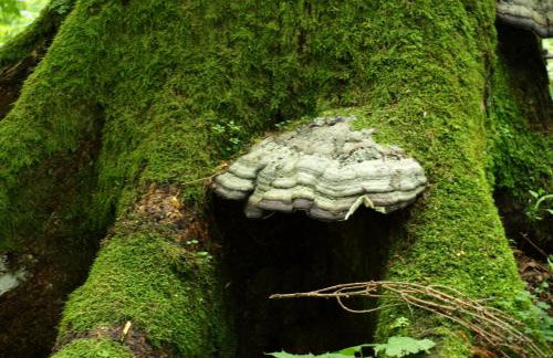 Kwiatowa Zagroda - Foto 12