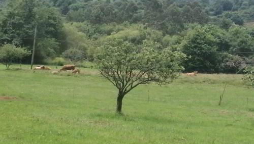 Apartamento en casa rural con amplio jardín a 5 min de la playa Situación inmejorable - Foto 2, pet friendly