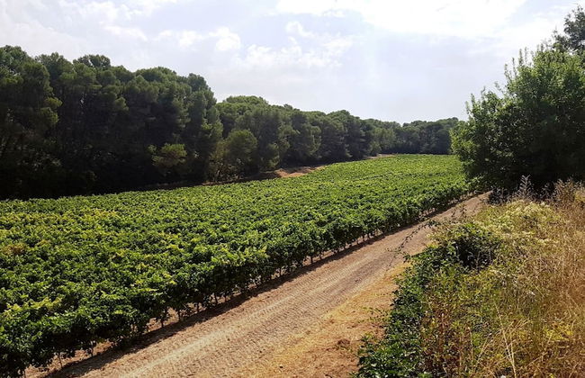 Chateau Saint Martin de Graves - Foto 48