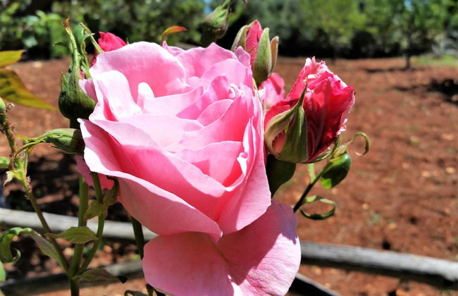 Dépendance in Villa Karmel - Photo 18