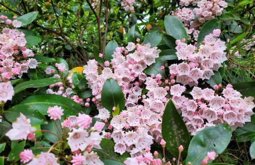 Ridge Retreat at Hearthstone Cabins and Camping - Pet Friendly - Foto 23