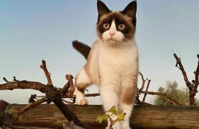 Quinta da Tapada de São Pedro - Foto 31