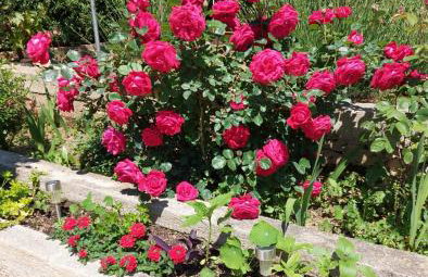 Apartments Jeličić - Foto 67