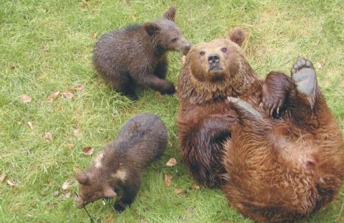 Apartment Wildfeuer by Interhome - Foto 6