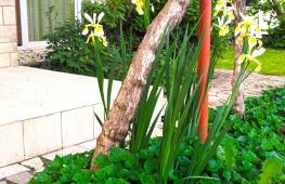 Jane's Garden - Foto 30