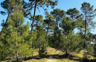 Duplex cosy neuf - wifi - balcon - en bordure de forêt de pins - proche plage - Foto 30