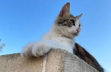 B&B Borgo Monacizzo - Foto 35