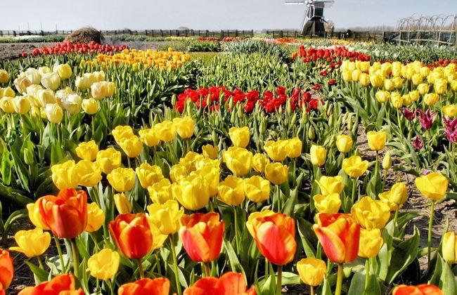 Detached House With Garden Near the Sea - Photo 10