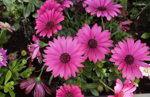 Da Nonna Maria - Photo 26