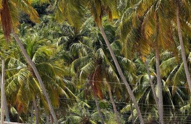 Casa pé-na-areia c/ piscina e serviço incluído em Japaratinga - Foto 57