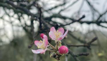 Quinta da Cerejeira - Foto 3, Garden