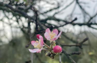 Quinta da Cerejeira - Foto 32