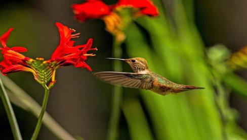 Waterfront Hood Canal-Private Beach-Boat-Kayaks - Foto 5
