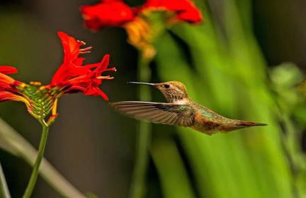 Waterfront Hood Canal-Private Beach-Boat-Kayaks - Foto 5