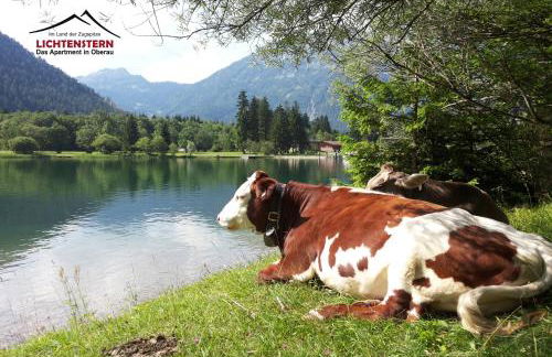 Apartment LICHTENSTERN - Foto 39