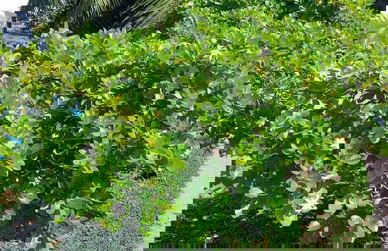 fare pk 2.9 raiateaguest - Foto 38