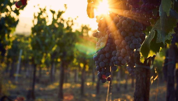 Grapes in the vineyards