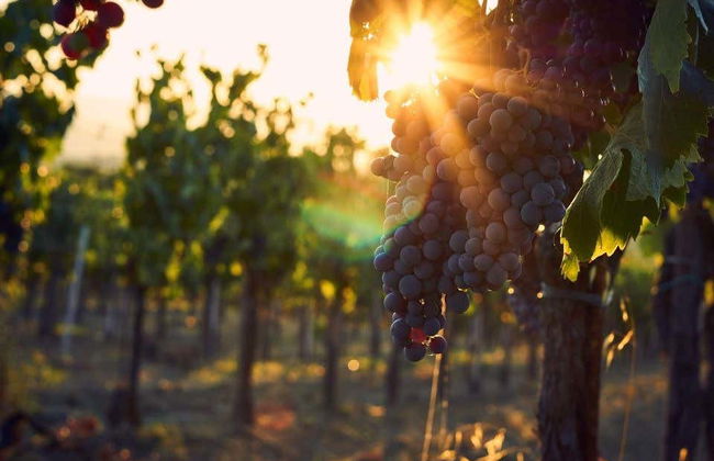 Visita a una cantina di Bardolino - Foto 4