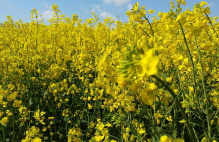 Ferienhaus Klönstieg - Foto 15