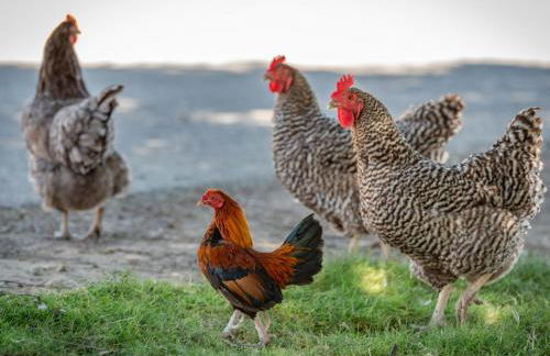 Red Barn Loft - Foto 17