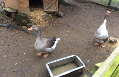 Harzglück - Foto 18