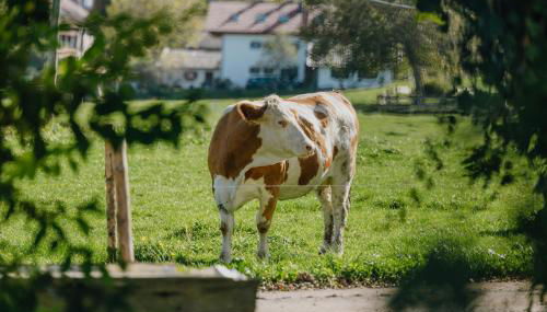 Bernwieserhof - Foto 4