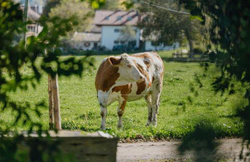 Bernwieserhof - Foto 4