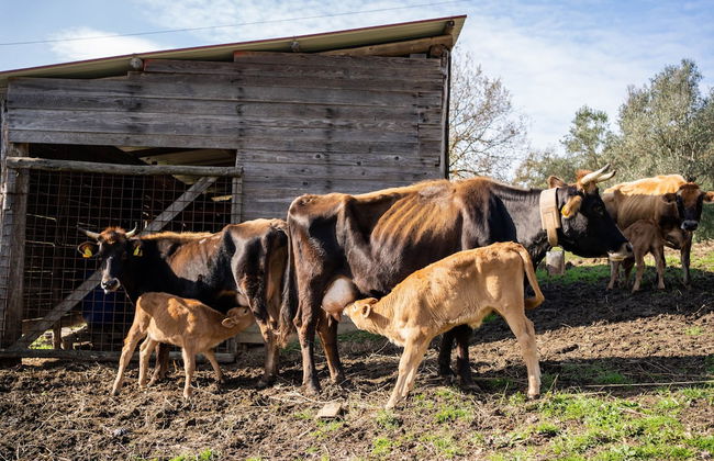 Agriturismo San Basilio - Foto 62