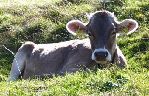 Ferienwohnung Am Kräutergarten - mit Pool, Sauna und Garage - Foto 32