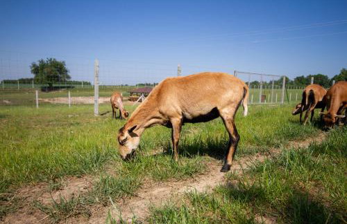 Zagroda Nad Kotelnią - Foto 61