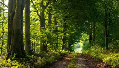 Waldgästehaus Externsteine - Foto 3