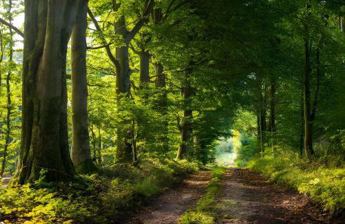 Waldgästehaus Externsteine - Photo 3