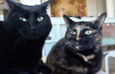 Maison avec vue mer et jacuzzi à 15 mn du centre - Foto 5