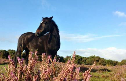 Casita De Cuervo at Shorefield Park - WIFI - Pet Friendly - Passes Included - Photo 30