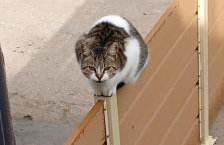 ainos cottage - Foto 11